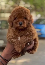 Buy lovable Poodle Puppy from Mumbai